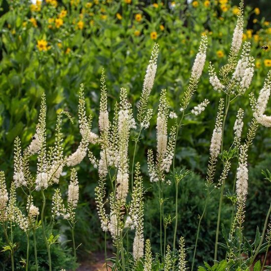 Actaea simplex White Pearl- sudrabsvece